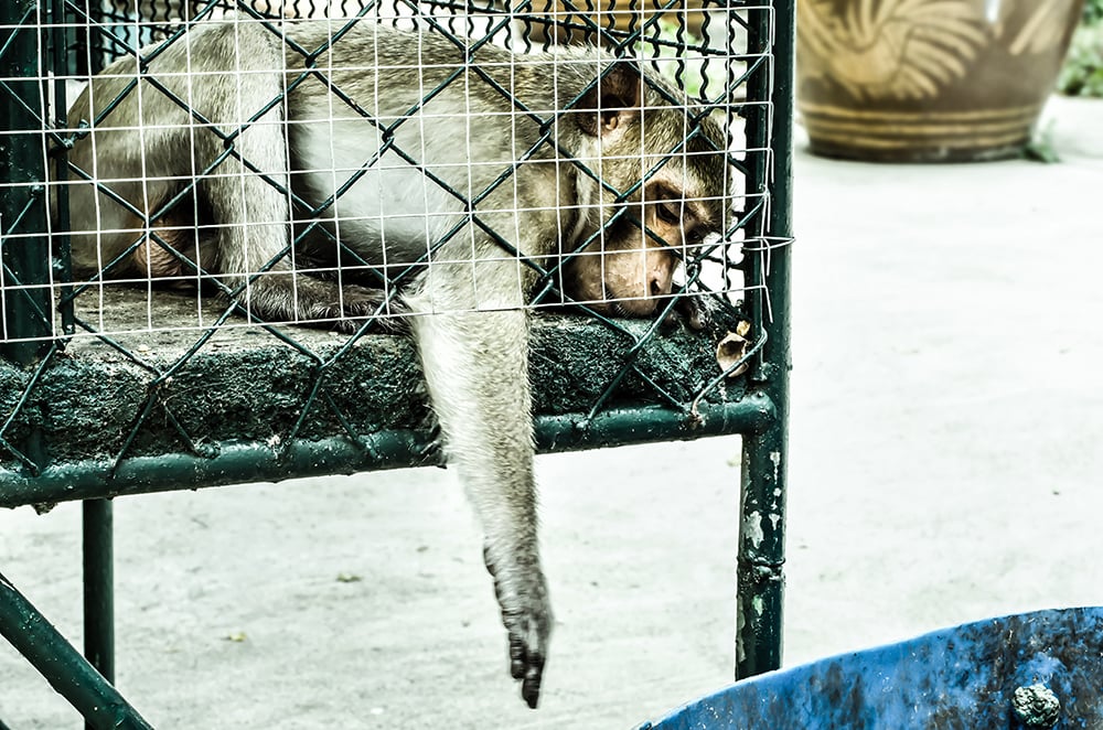 Animal Cruelty Prosecution Ohio State Bar Association
